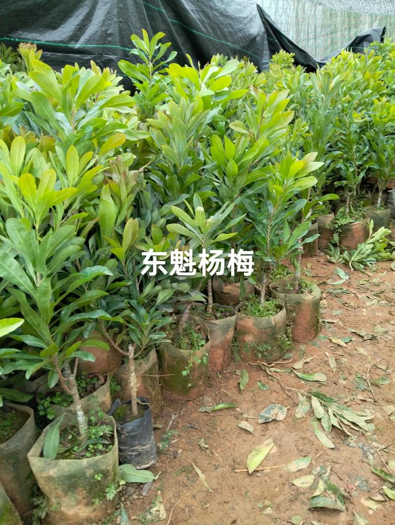 苏胜利苗木选购指南：打造美丽家园