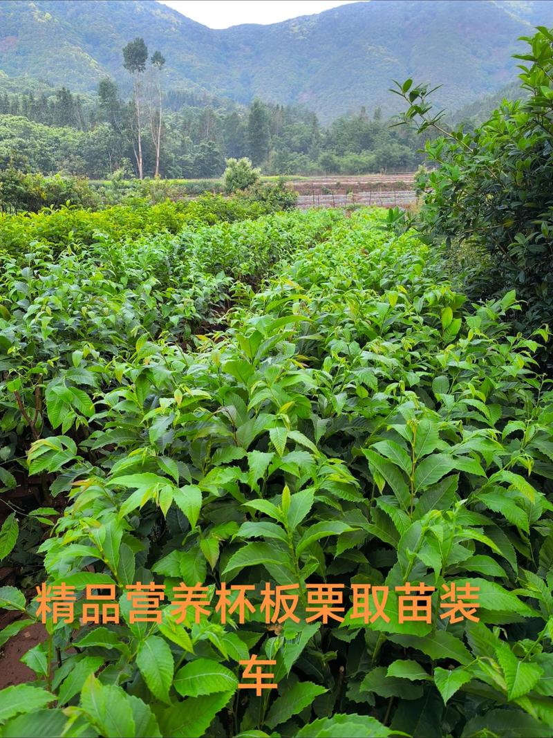 选购优质工程苗木的指南