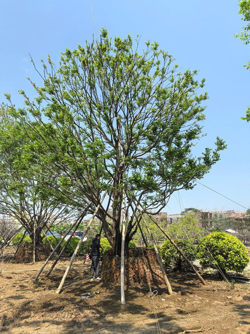 绿化苗木：让城市更有‘生命’的绿色使者